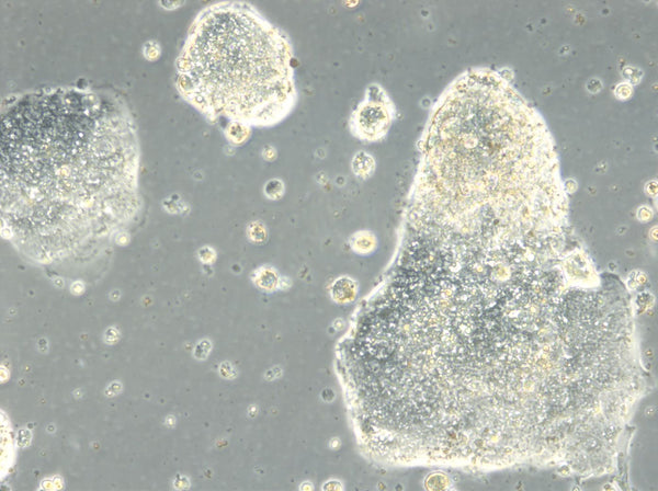 HROC357 cell