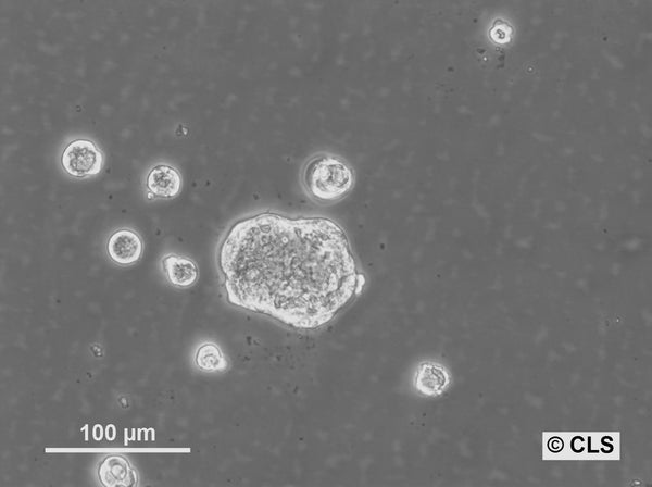 HROC364 cell