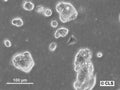 HROC374 cell