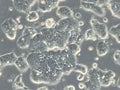 HROC39 T0 M2 cell