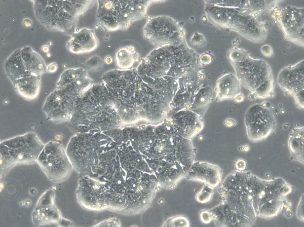 HROC39 T0 M2 cell