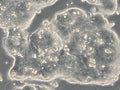 HROC39 cell