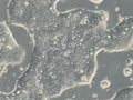 HROC40 cell