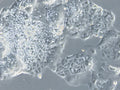 HROC43 cell