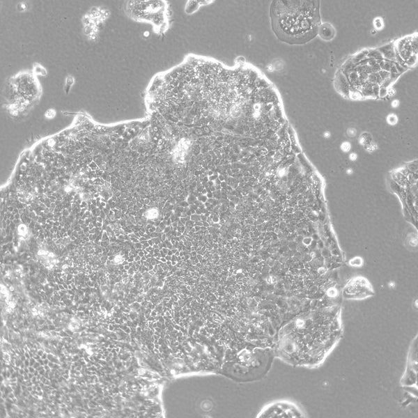 HROC46 T0 M1 cell