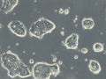 HROC50 T1 M5 cell