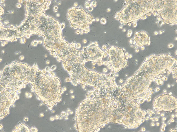 HROC57 cell