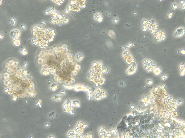 HROC59 T1 M1 cell