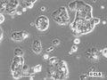 HROC60 cell