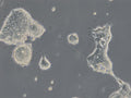 HROC69 T0 M2 cell – Figure 1 of 1