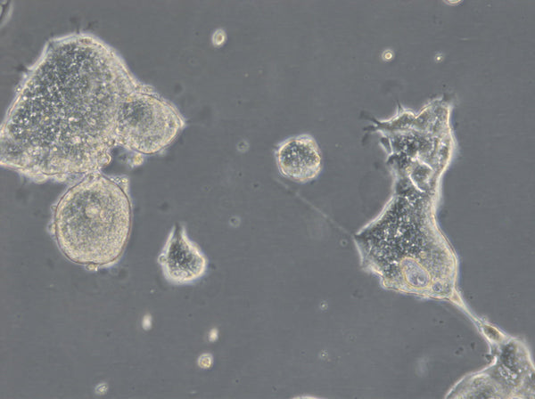 HROC69 T0 M2 cell – Figure 1 of 1