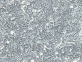 HROC80 T1 M1 cell