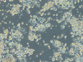 HROC87 T0 M2 cell