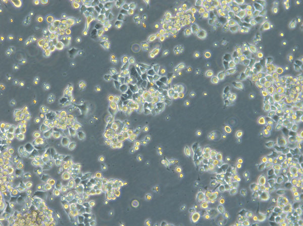 HROC87 T0 M2 cell