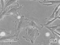 HROG02 cell