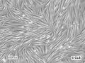 HROG04 cell