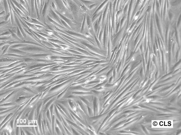 HROG04 cell