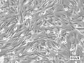 HROG05 cell