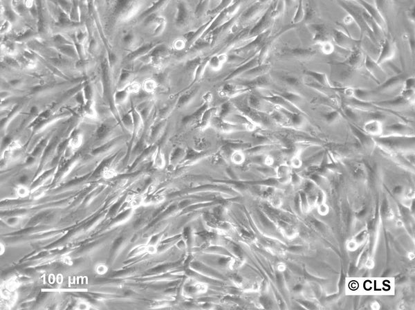 HROG05 cell