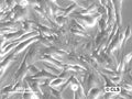 HROG06 cell