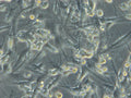 HROG06 T0 M2 cell