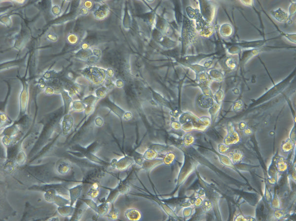 HROG06 T0 M2 cell