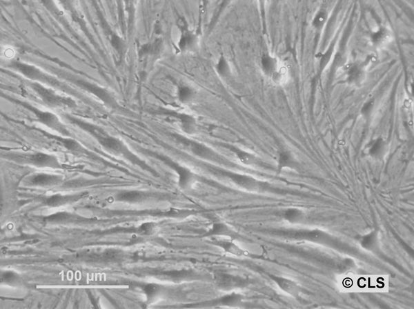 HROG07 cell