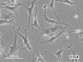 HROG10 cell