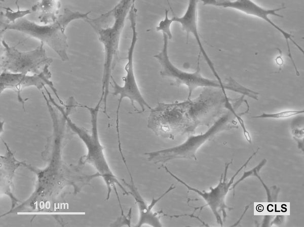 HROG10 cell