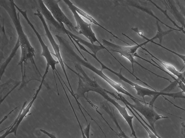 HROG12 T0 M1 cell