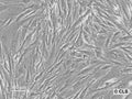 HROG13 cell