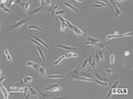 HROG15 cell