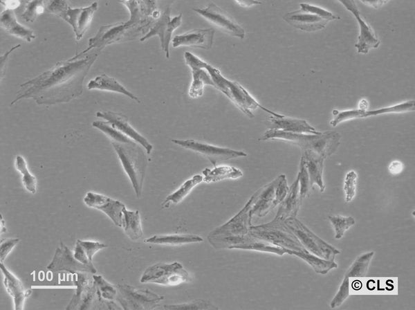 HROG15 cell