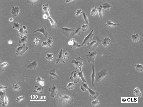 HROG17 cell