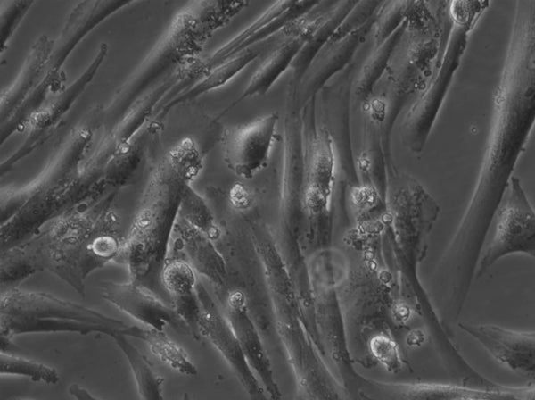 HROG24 cell