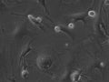 HROG33 cell