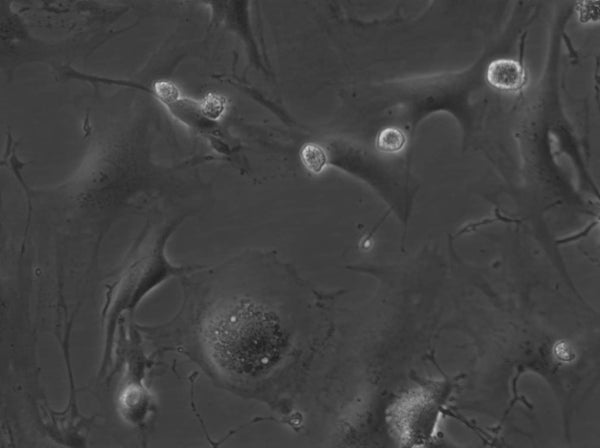 HROG33 cell
