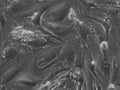 HROG33 T0 M1 cell