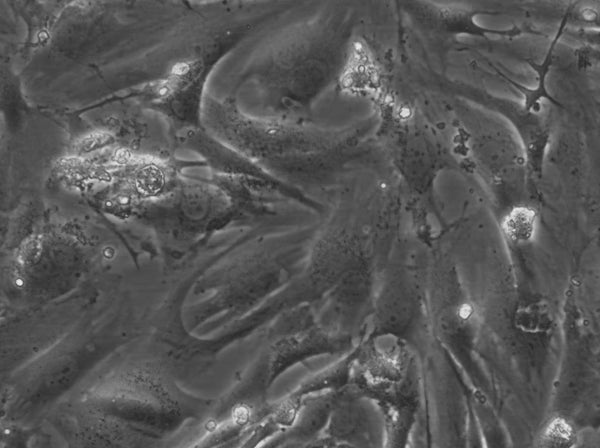 HROG33 T0 M1 cell