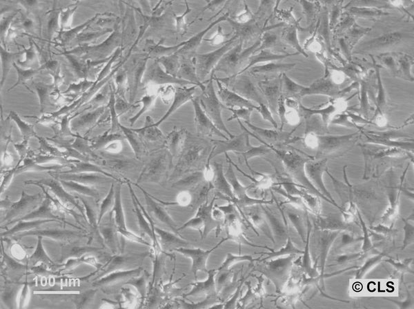 HROG36 cell