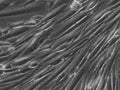 HROG38 cell
