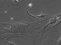 HROG59 cell