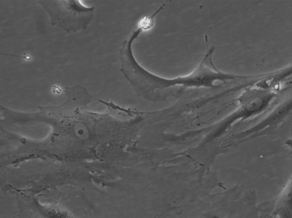 HROG59 cell