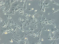 HROG63 cell