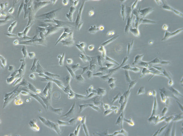 HROG63 cell