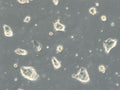 HROGas03 cell