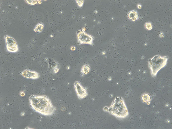 HROGas03 cell