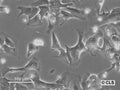 HROHep03 cell