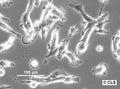 HS-683 cell