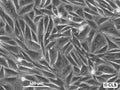 HS-695T cell